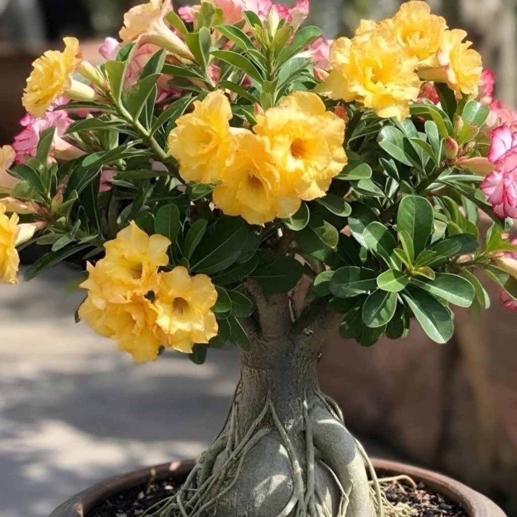 TANAMAN HIAS BUNGA ADENIUM TUMPUK || BUNGA ADENIUM TUMPUK