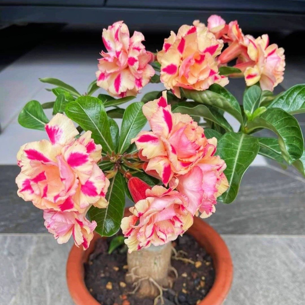TANAMAN HIAS BUNGA ADENIUM TUMPUK || BUNGA ADENIUM TUMPUK
