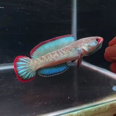 Blue bengal
