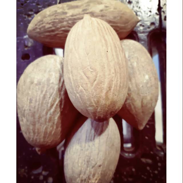 Buah Ulin Kalimantan
