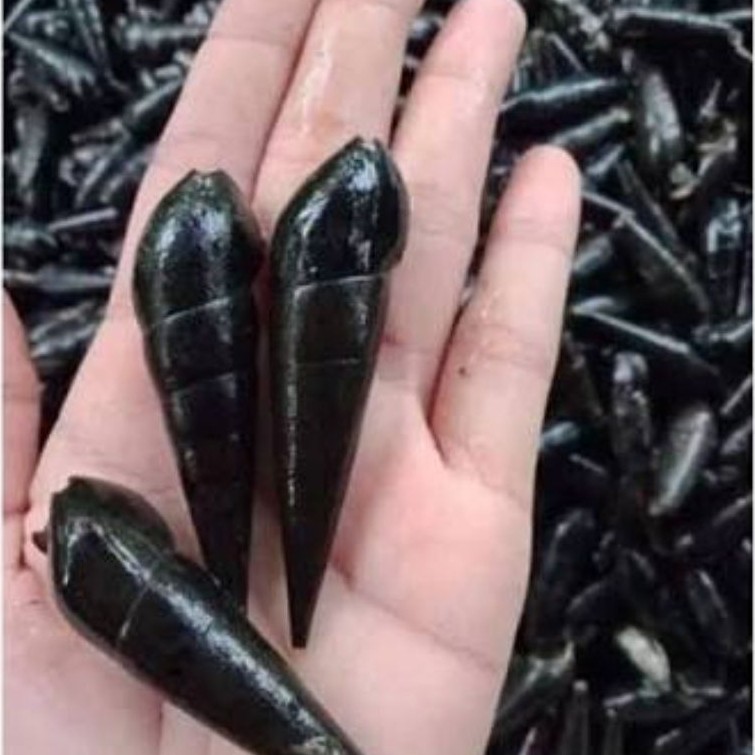 Langkitang Mentah 1 Kg | Tutut Laut Segar | Seafood Laut Siap Masak | Bisa COD
