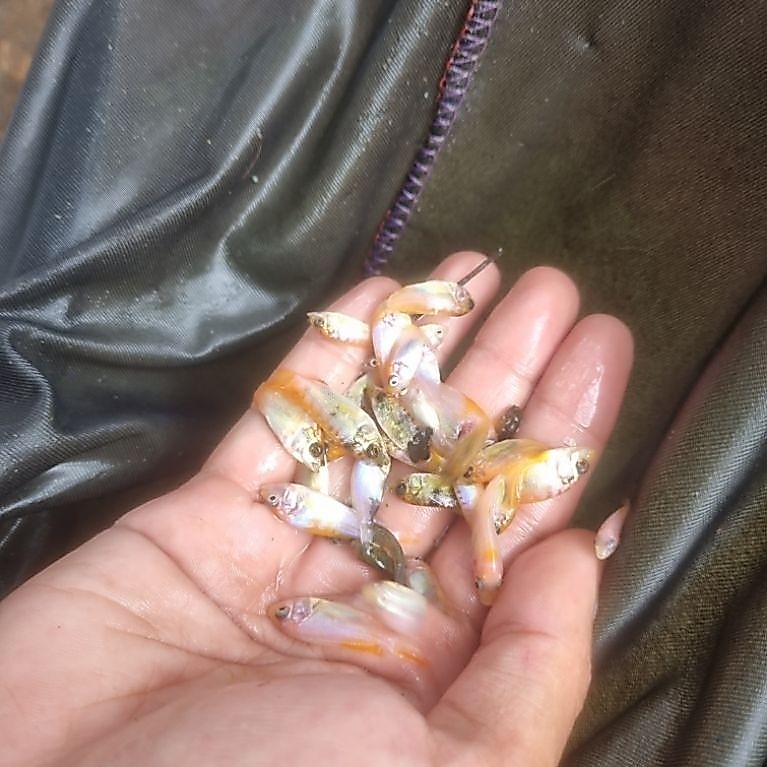 Pakan Ikan Predator Arwana/Chana/Toman Paket 50 Ekor