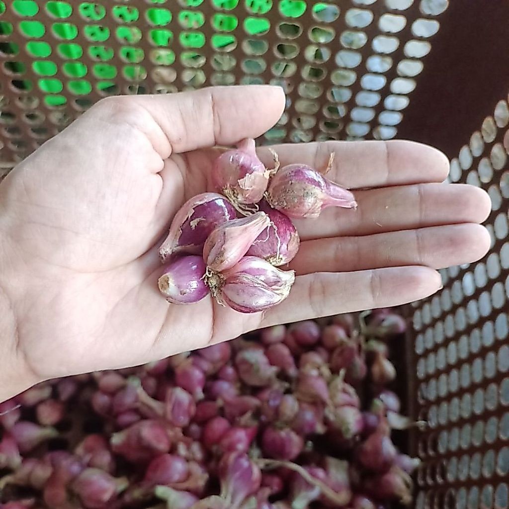 bawang merah kecil gerusan