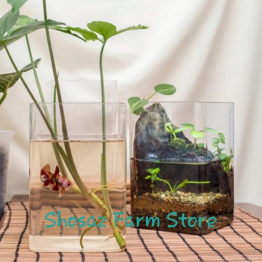 ABRA Aquarium / Akuarium Cupang / Toples Cupang / Soliter Cupang 2 Ltr ABRA