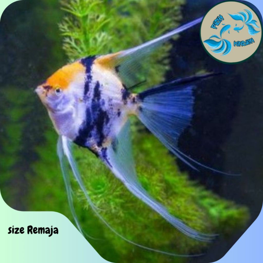 Manfish Red Koi | Size 3-3,5cm | Kualitas Unggul