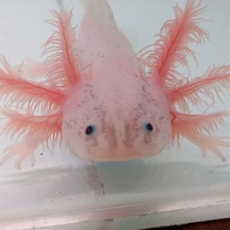 Axolotl Leucistic Ukuran 7–12 cm | Sehat & Siap Pelihara
