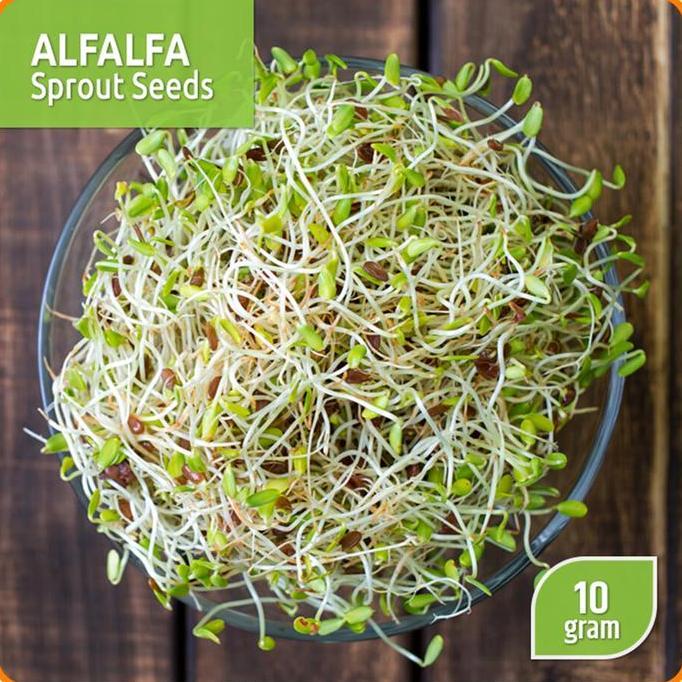 Benih Alfalfa Sprout - Home Garden Seed