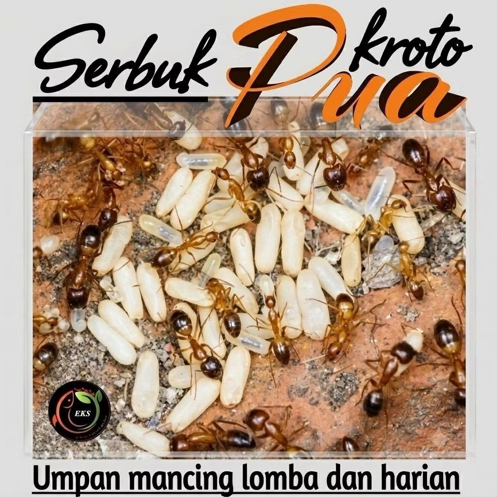 Serbuk Pua tepung kroto pua HINGGA 1KG ( Pengganti Kroto, Telur Jangkrik dan Pua ) campuran umpan ik