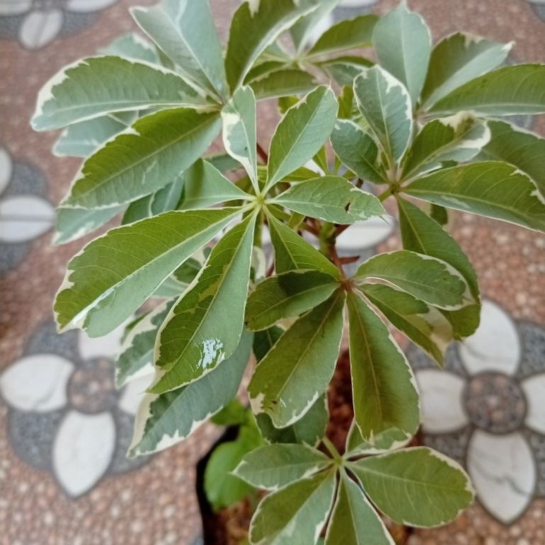 bibit pohon randu parigata randu kapuk varigata