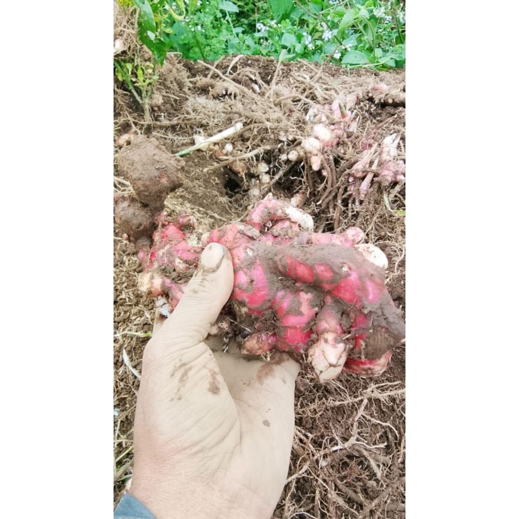 Jahe Merah 5 KG - Segar, Berkualitas, Untuk Grosir