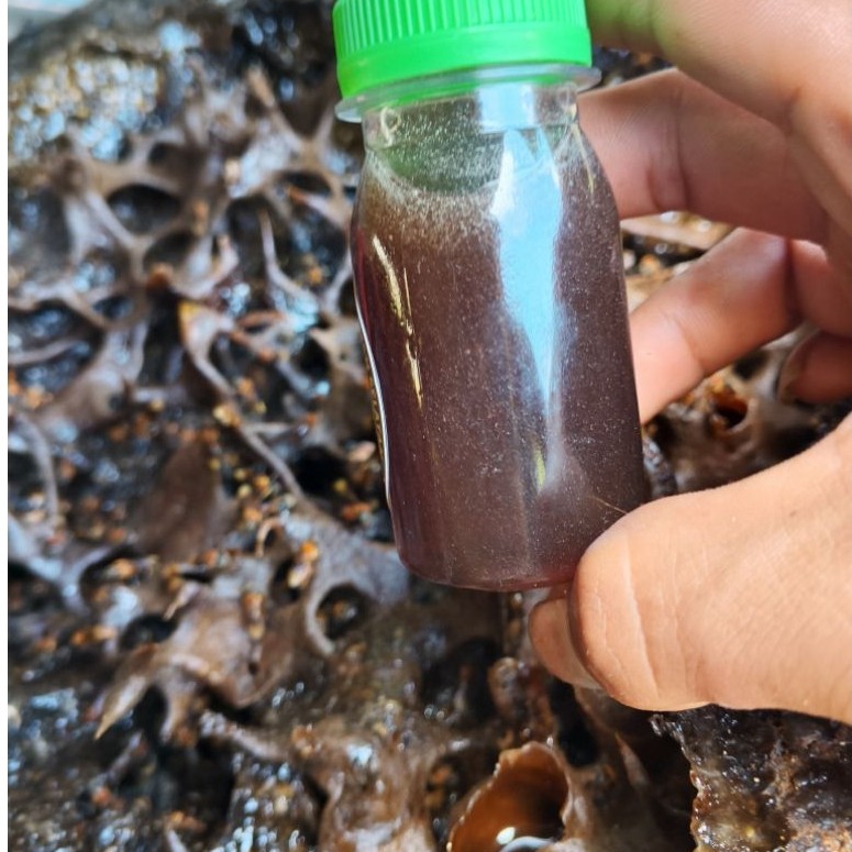 madu torasika 50 ml