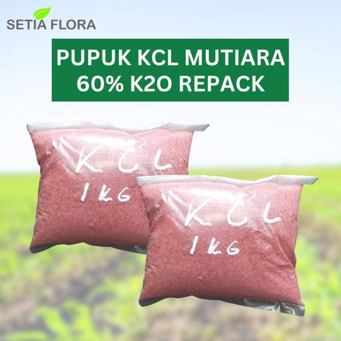 Promo Pupuk "KCL" MerokeMop Kemasan REPACK 1 kg Meroke Mop Diskon
