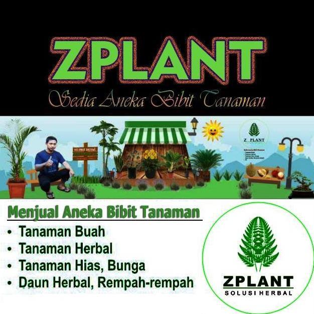 Promo Bibit Turi Merah Pohon Kembang Bunga Obat Herbal Diskon