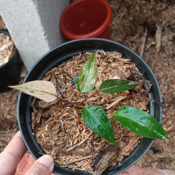 Homalomena pink diamond mint