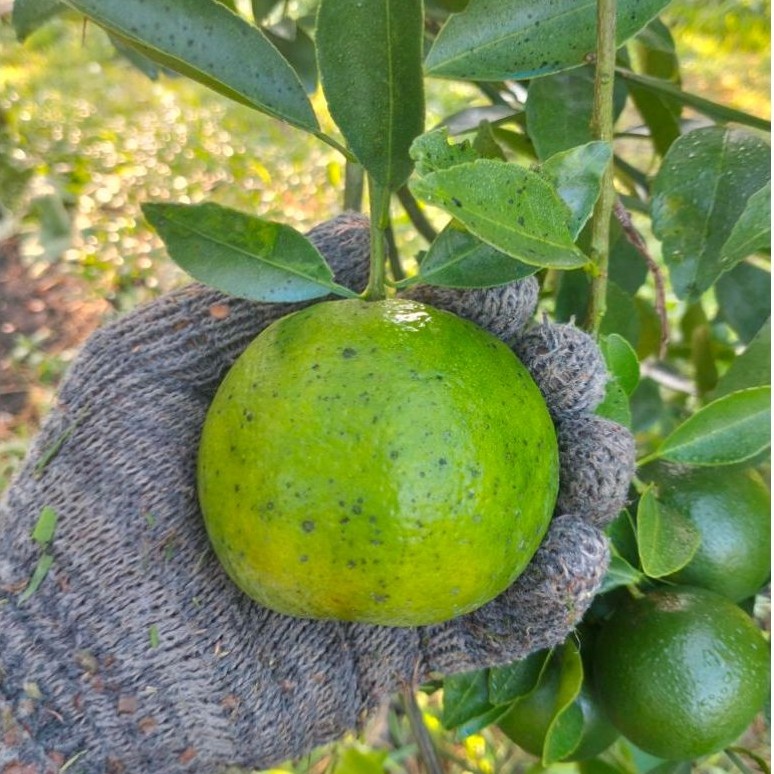 JERUK PERAS JEMBER 1KG