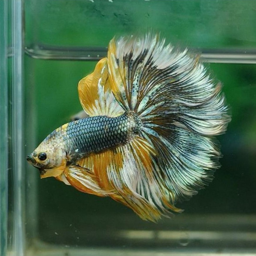 HALFMOONS ROSTAIL MALE
