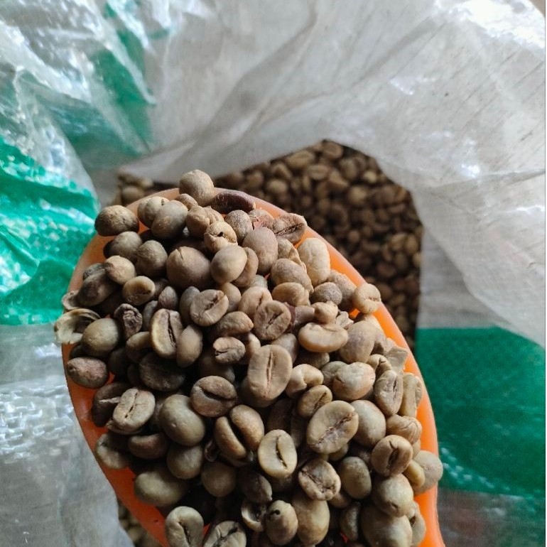 KOPI Mentah Robusta