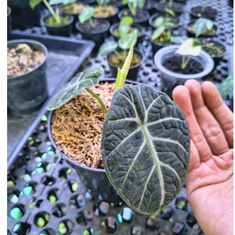 Alocasia Ninja