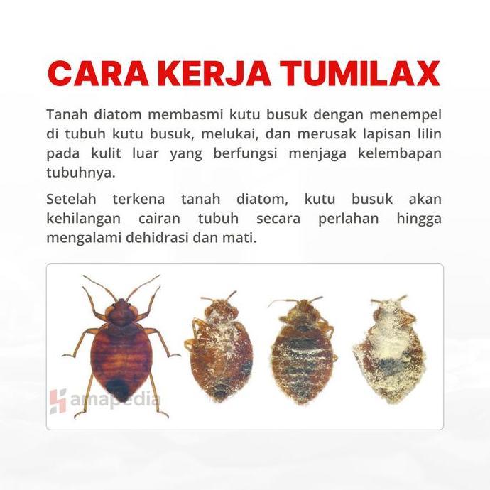 Tanah Diatomaceous Earth Pembasmi Alami Kecoa Semut Kutu Kasur Serangga Kutu Hewan