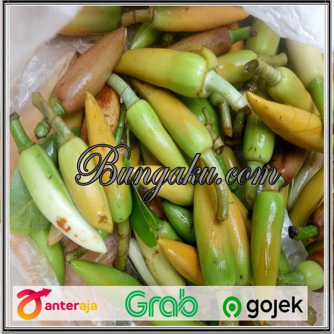 New- Bunga Kembang Kantil Putih Cempaka Kuncup Segar