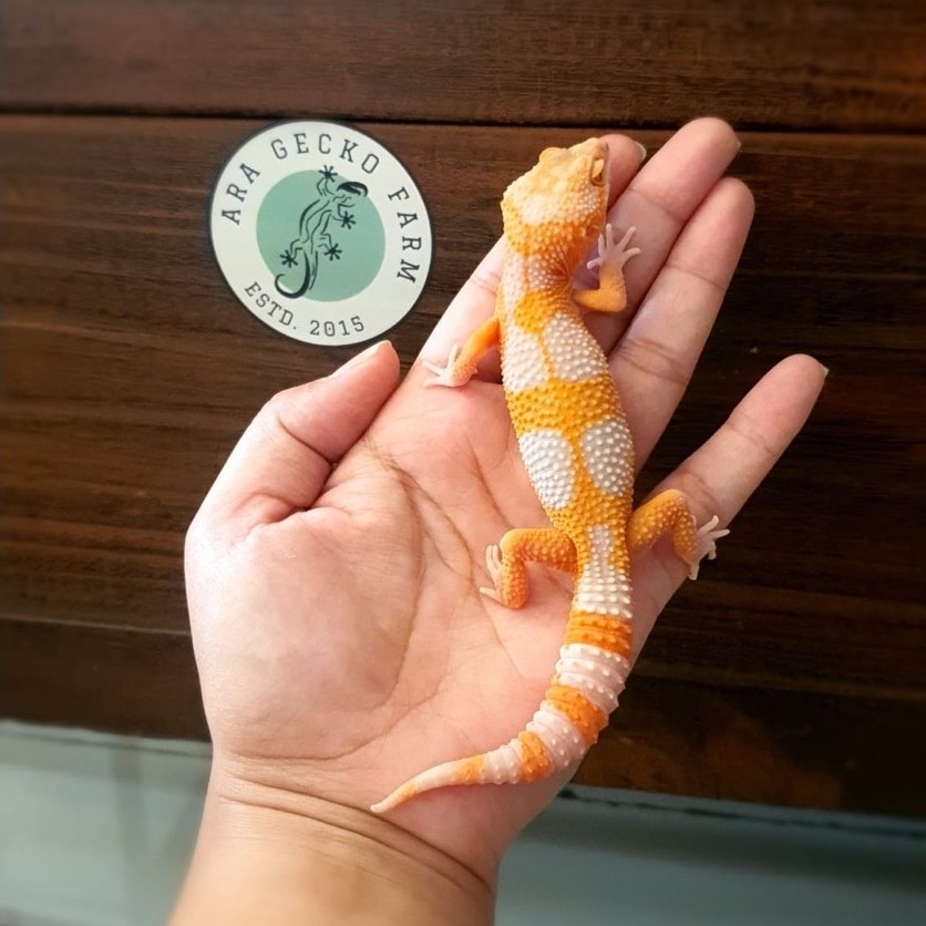 gecko gecko leopard
