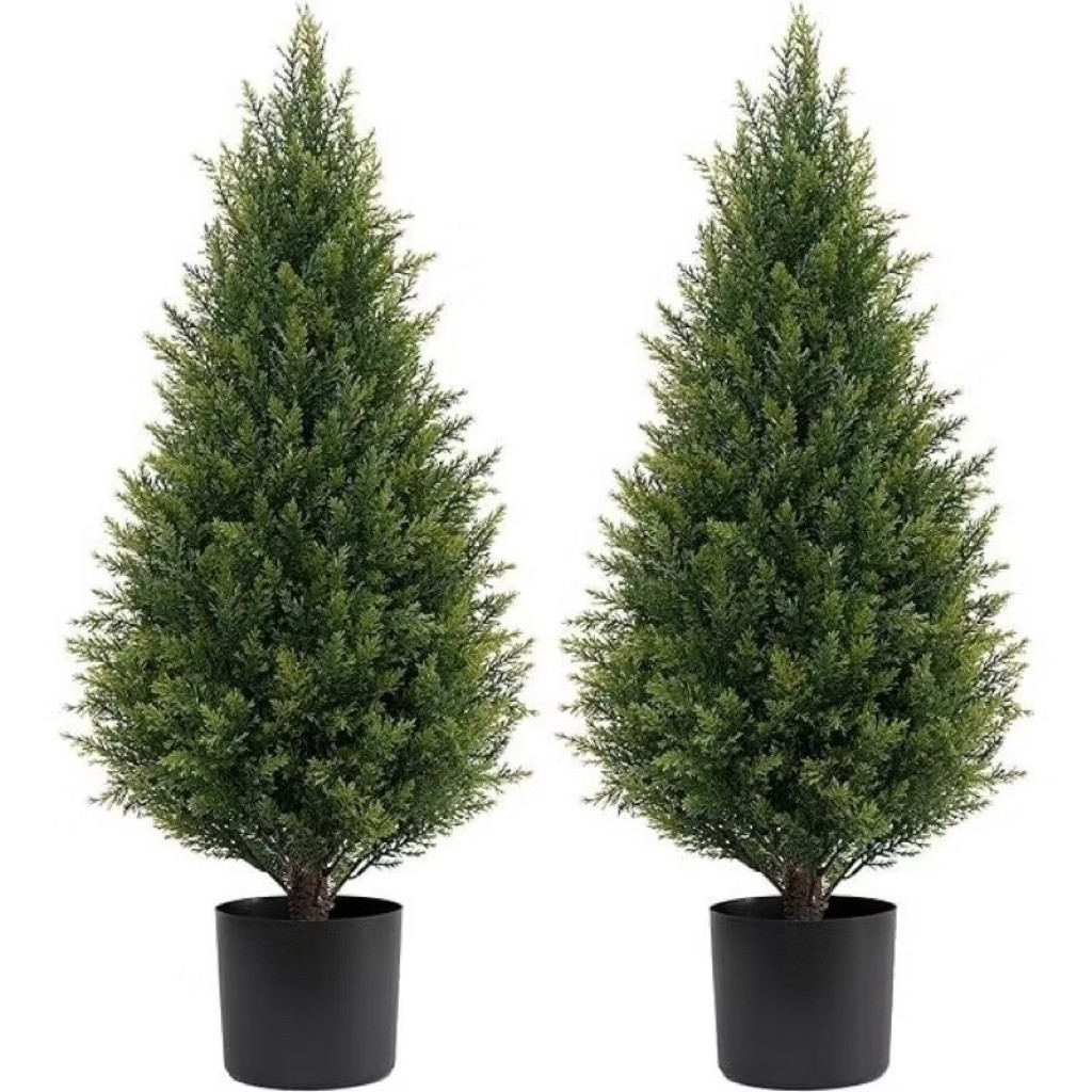 Tanaman hias cemara lilin  tinggi 50cm+ tanaman hias cemara cemara lilin Cemara Natal Cemara lilin