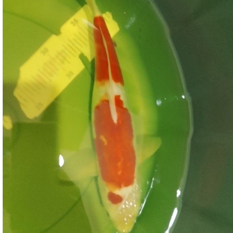 Ikan koi jenis Kohaku Doitsu 30cm