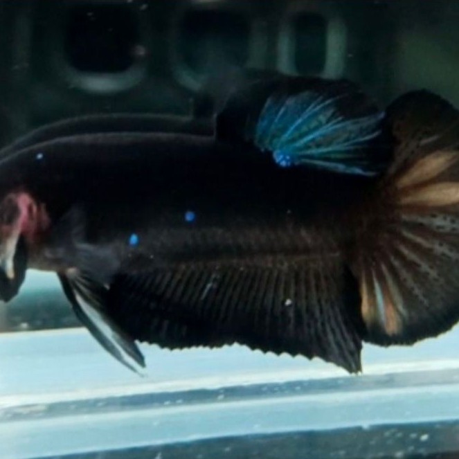 PLAKAT AVATAR GORDON NEMO