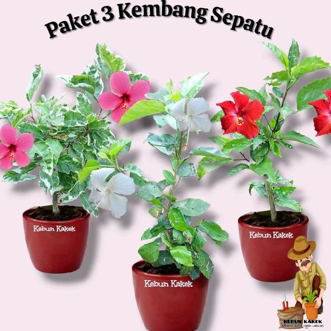 (Good) Peket 3 Kembang Sepatu / Kembang Sepatu Bung Putih / Kembang Sepatu Bunga Merah / Kembang Sep