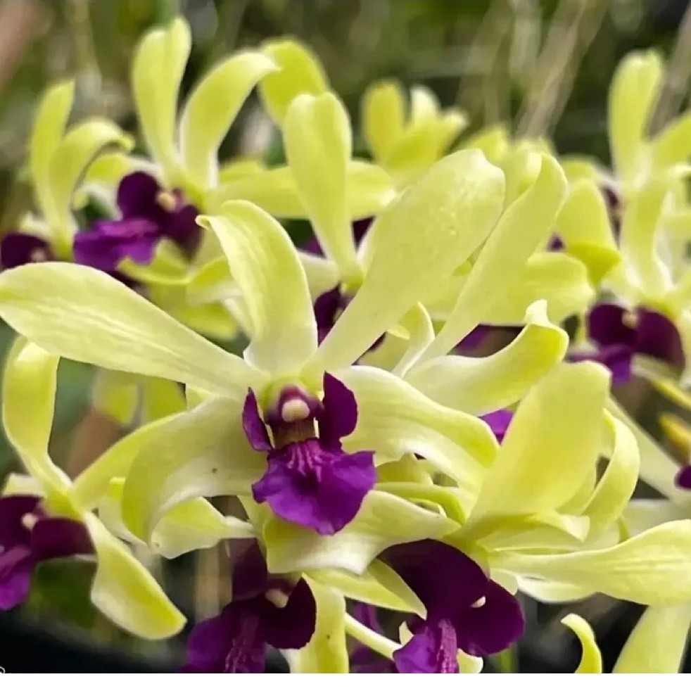 Anggrek Dendobium Uthai Green