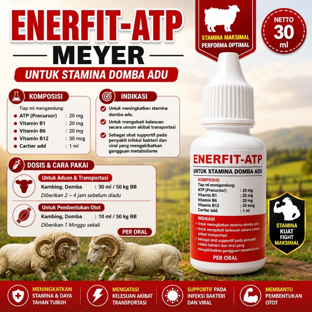 Enerfit - Atp Meyer, obat stamina domba adu