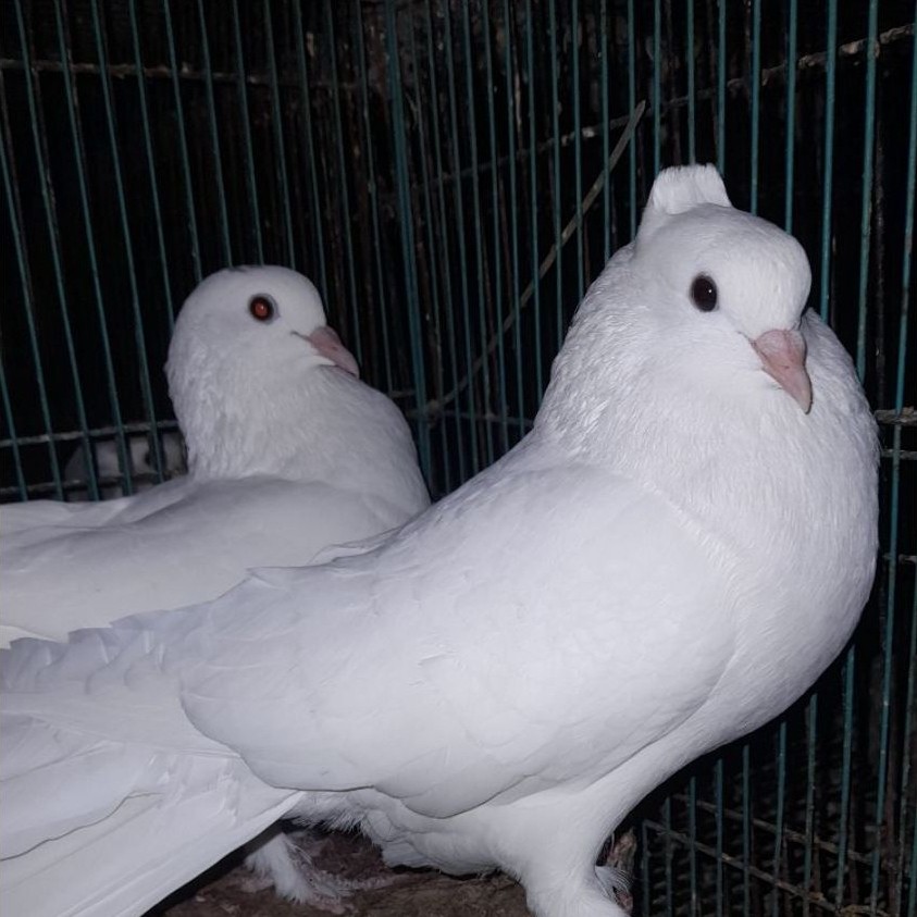 BURUNG MERPATI HIAS  PUTIH CROSSING LAHORE x KIPAS SEPASANG "burung sesuai foto video"