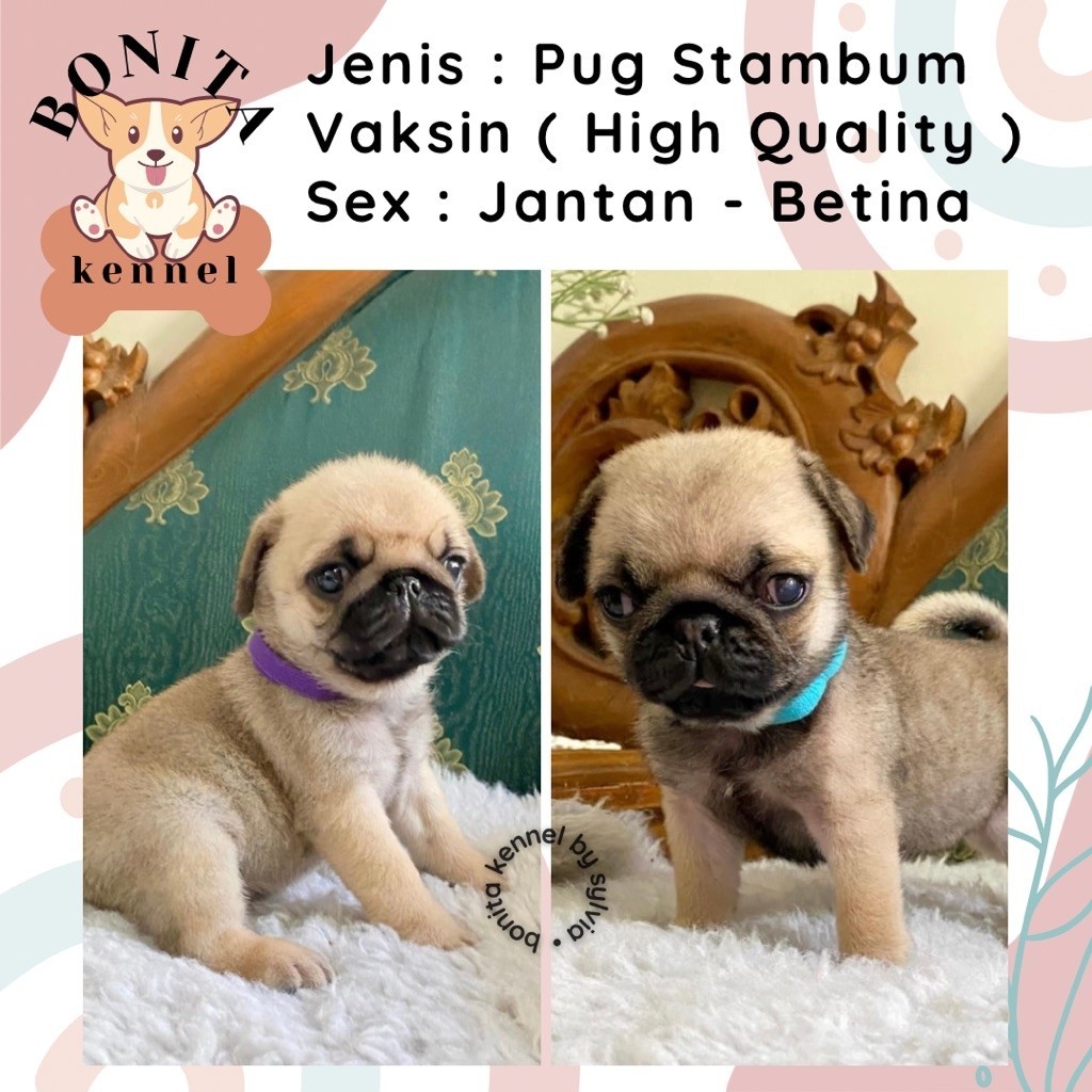 Pug Stambum Anak Anjing Pug Jantan Betina