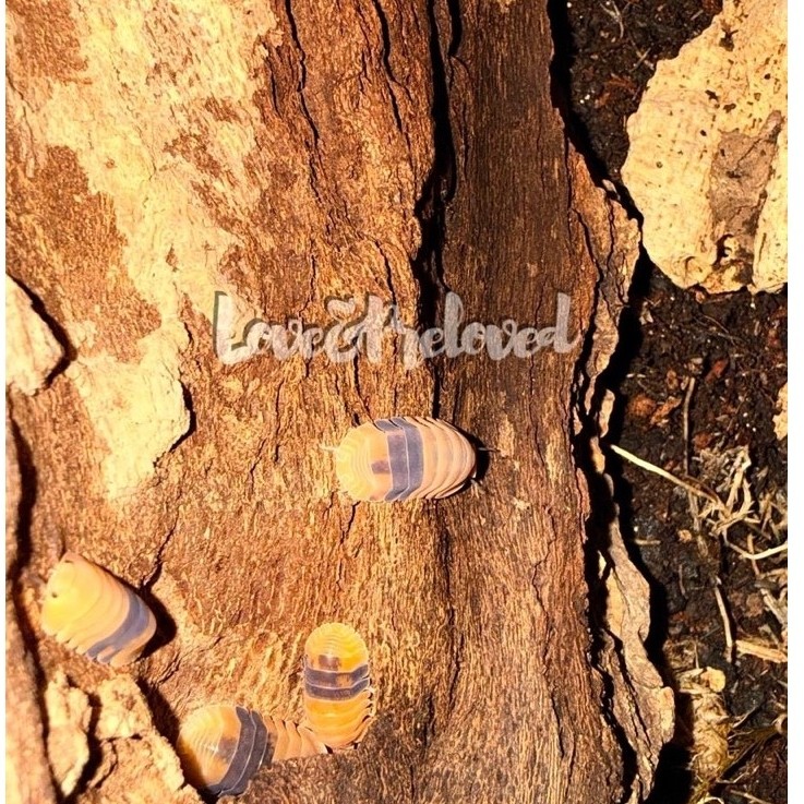Isopod cubaris Amber Ducky ( cleaning crew ) kutu kayu untuk yang hobby terrarium atau untuk pet ( h