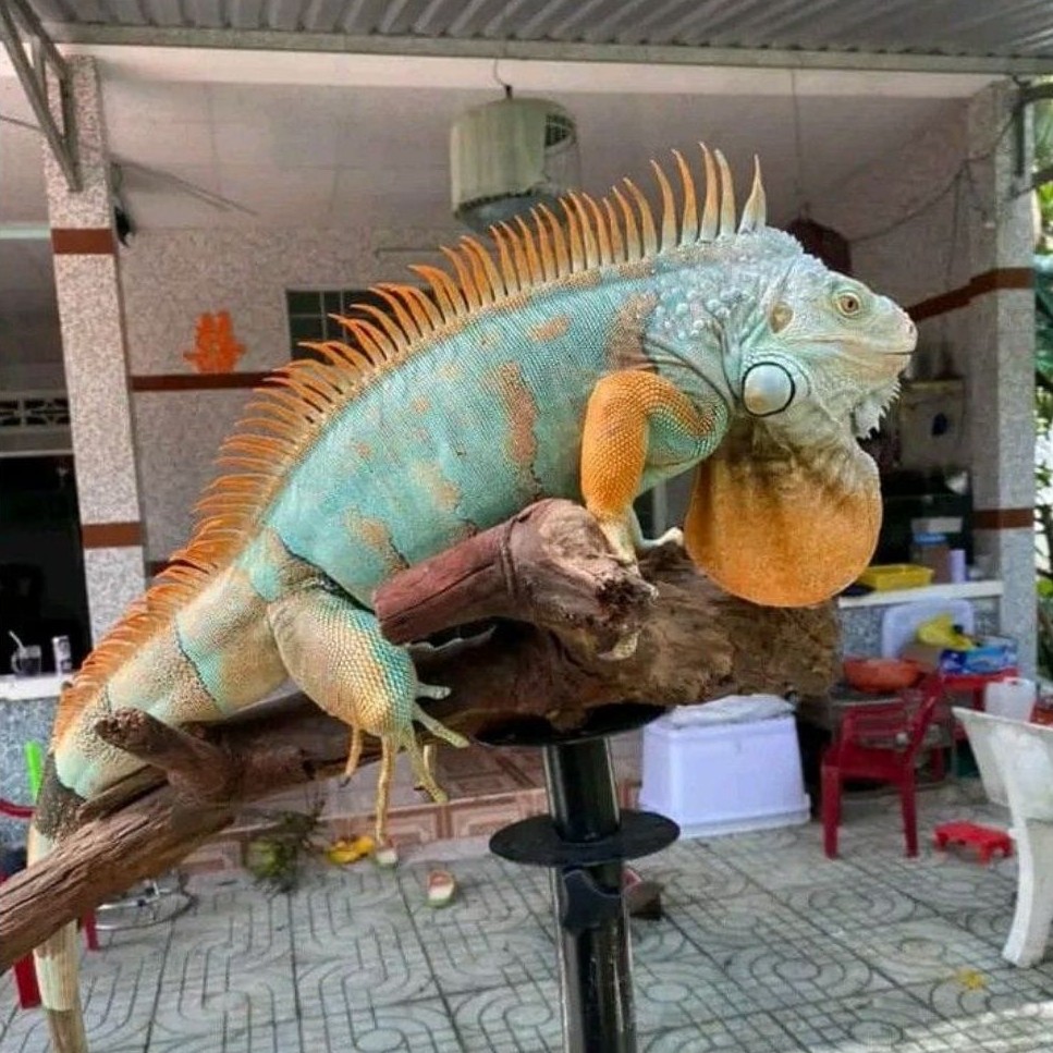 Mainan Red Blue Iguana / Red Blue Iguana / Baby Red Blue iguana