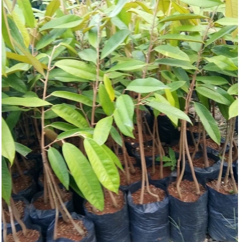 Durian Musang King Unggul Premium Kaki Tiga Hasil Okulasi Tanaman Buah Tropis Akar Kuat Daging Tebal