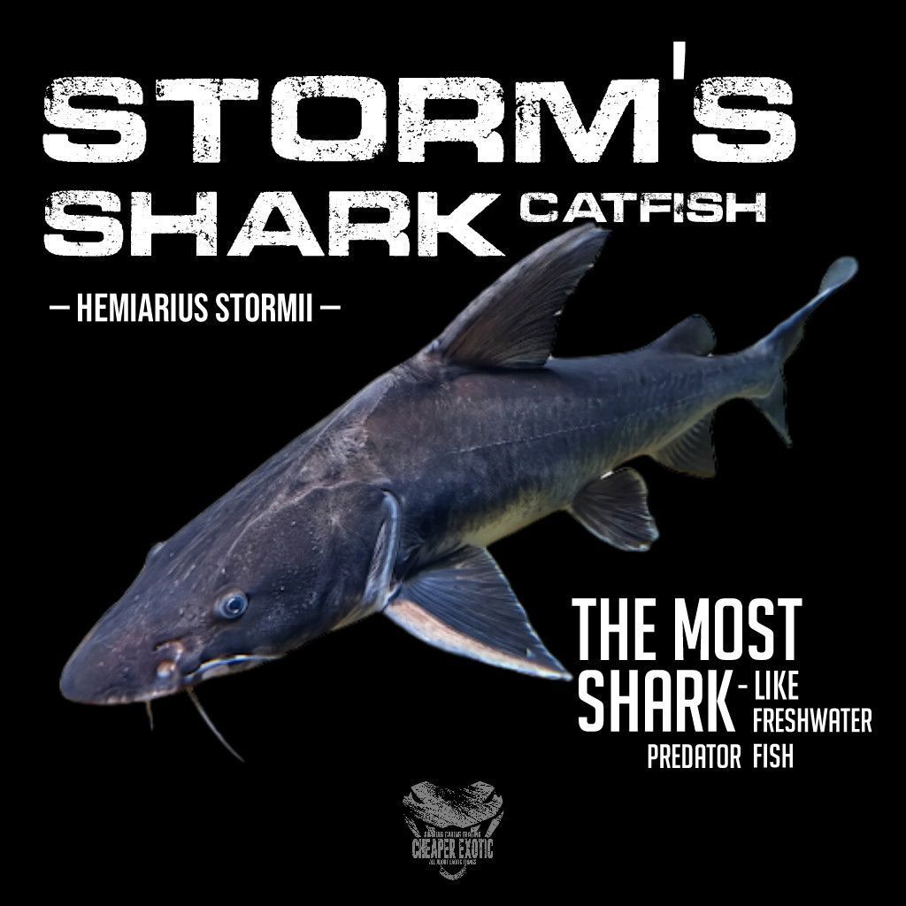 STORM'S SHARK CATFISH (Hemiarius stormii) — Replika Hiu Air Tawar Asli Indonesia