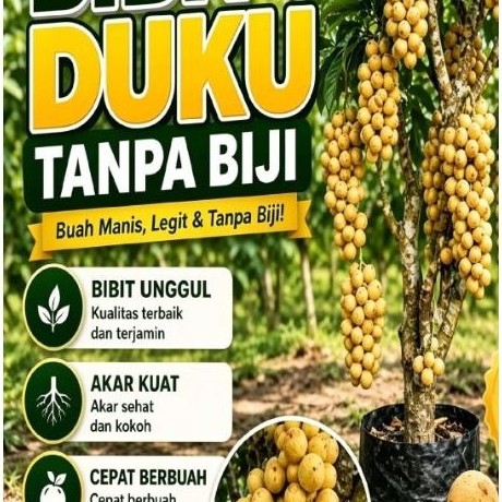 Bibit Duku Tanpa Biji - Cepat Berbuah