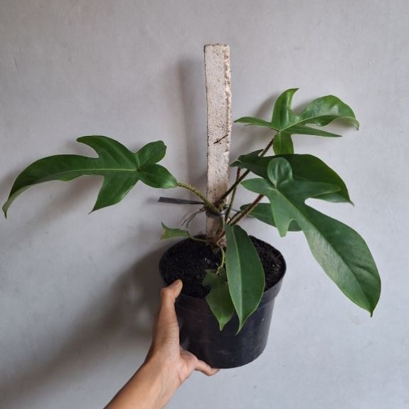 Philodendron Squamiferum | Tanaman hias aroid di pot