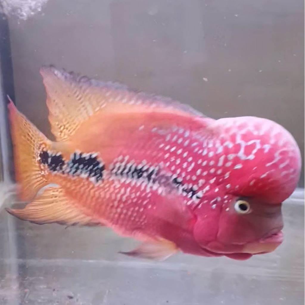Burayak Ikan Louhan Kamfa V8 Thailand Super Red klasik