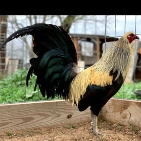 Telur Tetas Ayam Philipin Fertil siap untuk ditetaskan