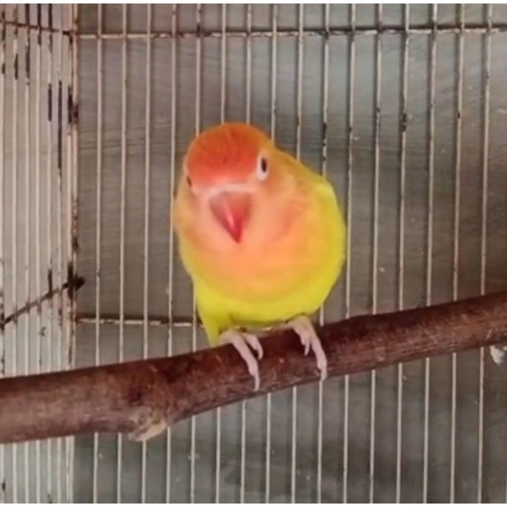 LOVEBIRD LUTINO MATA MERAH SPLIT BLUE atau POSSIBLE PB PAKAI RING
