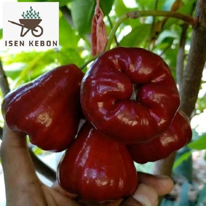 Bibit Jambu Air Cangkok Dan Okulasi Citra Merah Jumbo | Jamaika | Deli Madu Hijau | Dalhari | Madu S