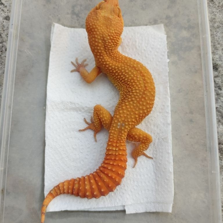 MAINAN ANAK GECKO DEWASA SUNGLOW_MALE