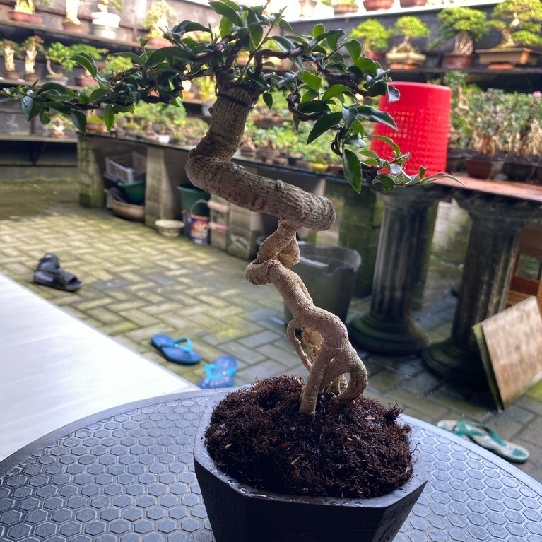 bonsai sakura micro