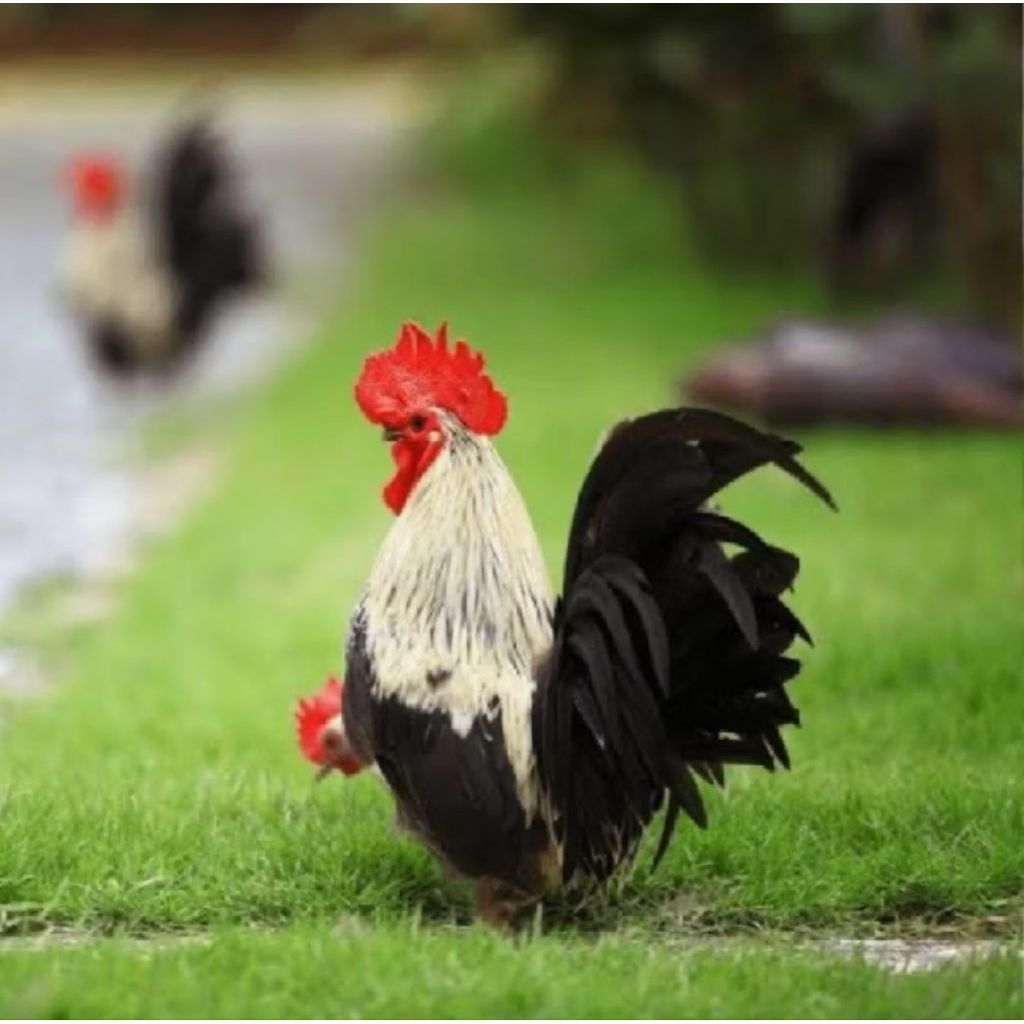 TELUR FERTIL AYAM KATE CEPER UNTUK DITETASKAN