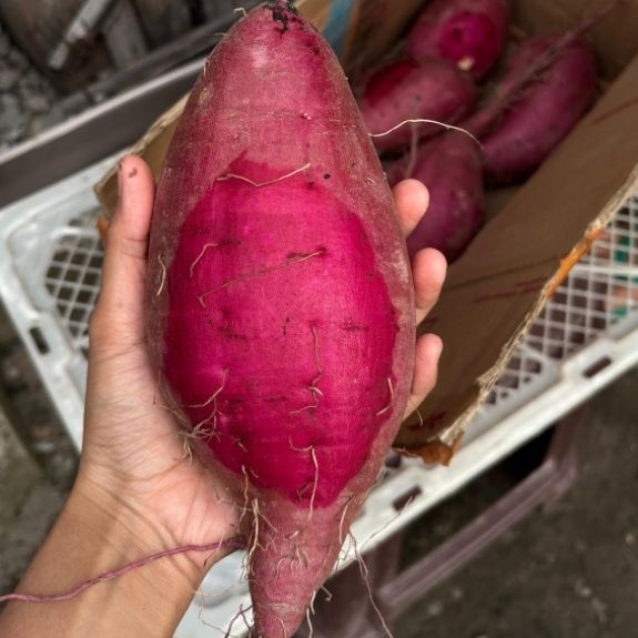 Ubi jalar jepang/japanese sweet potato/satumaimo