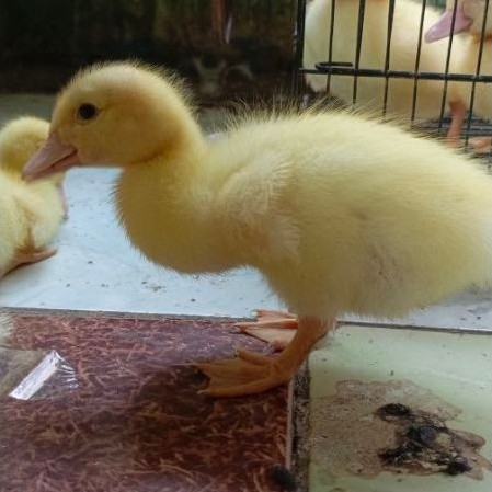 anak entok jumbo leher panjang Blitar umur 3 - 7 hari