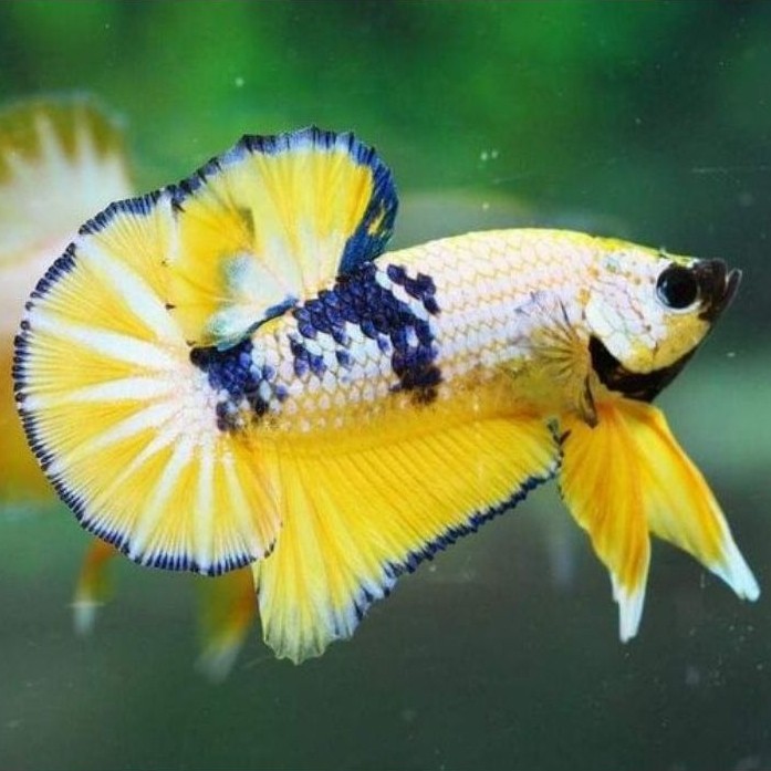 ikan cupang hias plakat fccp yellow