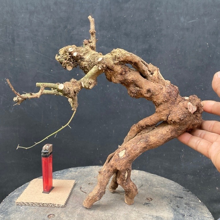 Bahan Bonsai Ileng-ileng / Mangsian / Pylantus reticulatus